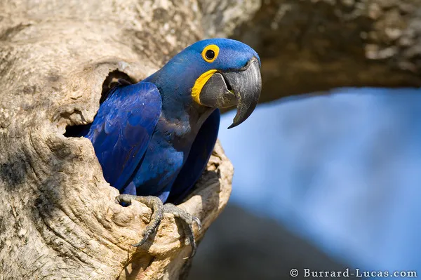 Hyacinth Macaw